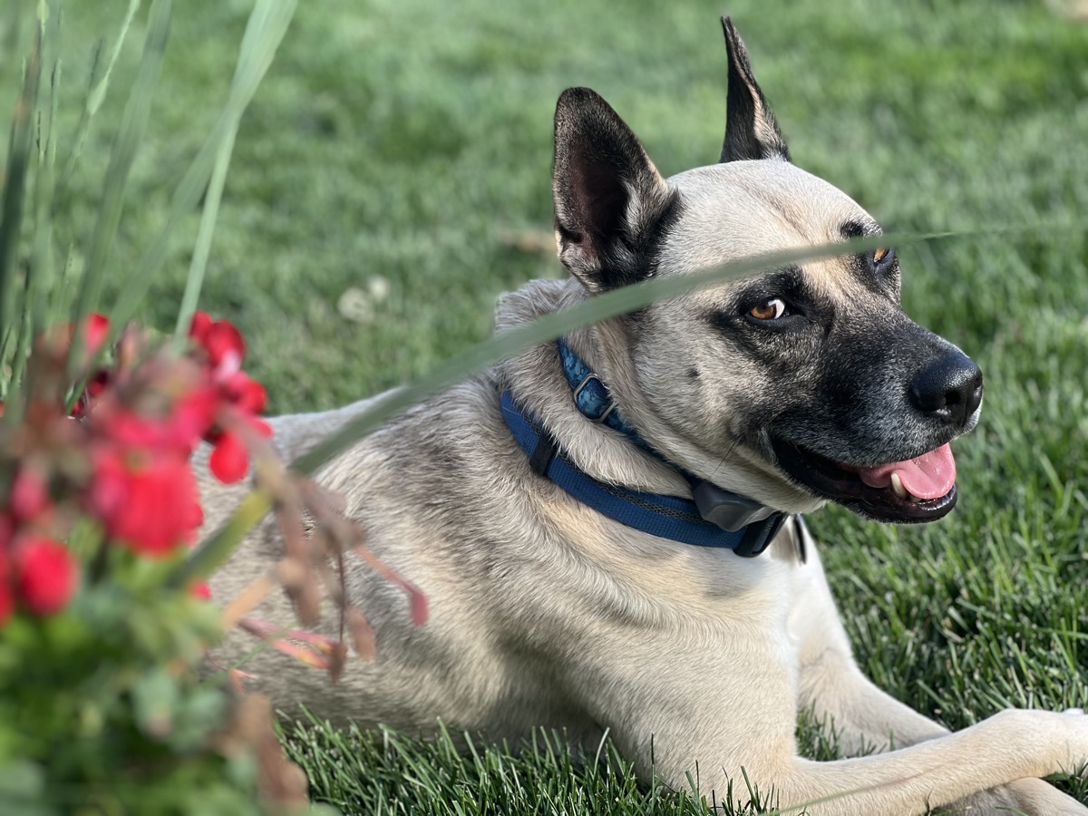 Griswold, a tan shepherd mix lying in the grass behind red flowers