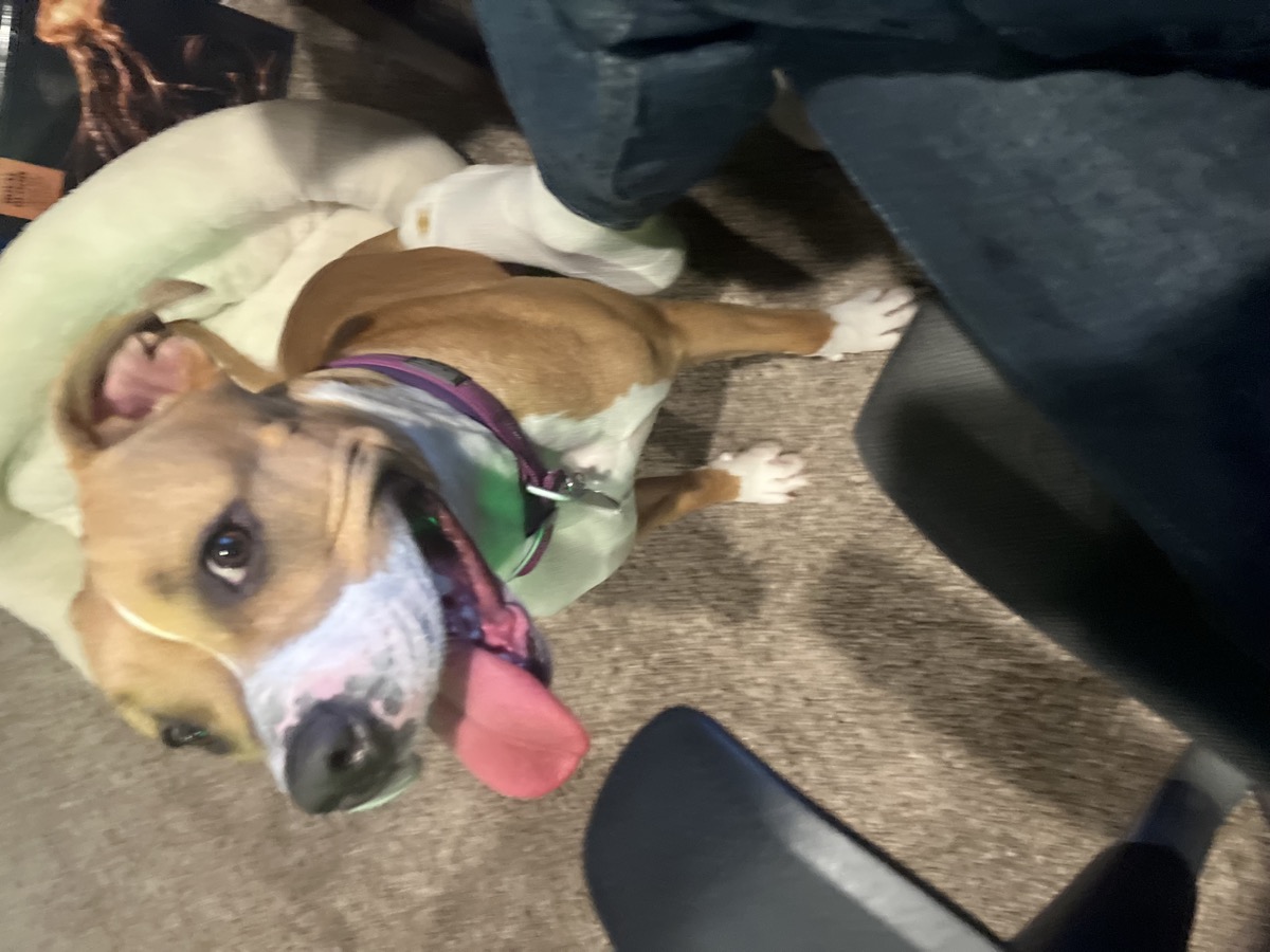 Ruby Sue, a tan and white pit bull mix with her tongue out